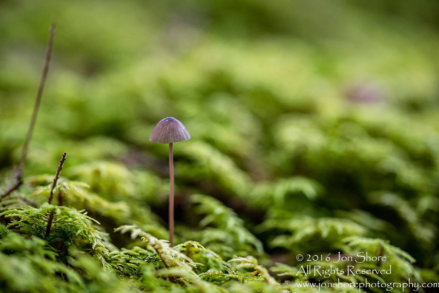 Wild Mushroom - Latgale, Latvia. Tamron 90mm Macro lens