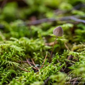 Wild Mushroom - Latgale, Latvia. Tamron 90mm Macro lens