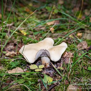 Mushroom Macro Closeup - Tamron 90mm Macro Lens