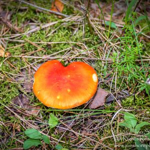 Mushroom Macro Closeup - Tamron 90mm Macro Lens