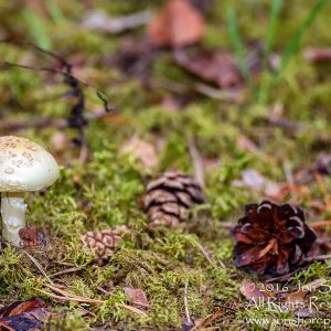 Mushroom Macro Closeup - Tamron 90mm Macro Lens