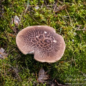 Mushroom Macro Closeup - Tamron 90mm Macro Lens