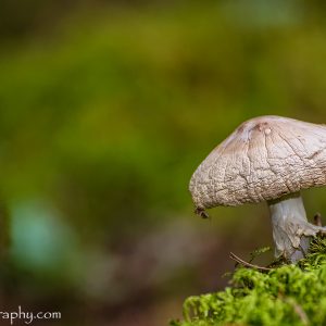 Mushroom Macro Closeup - Tamron 90mm Macro Lens