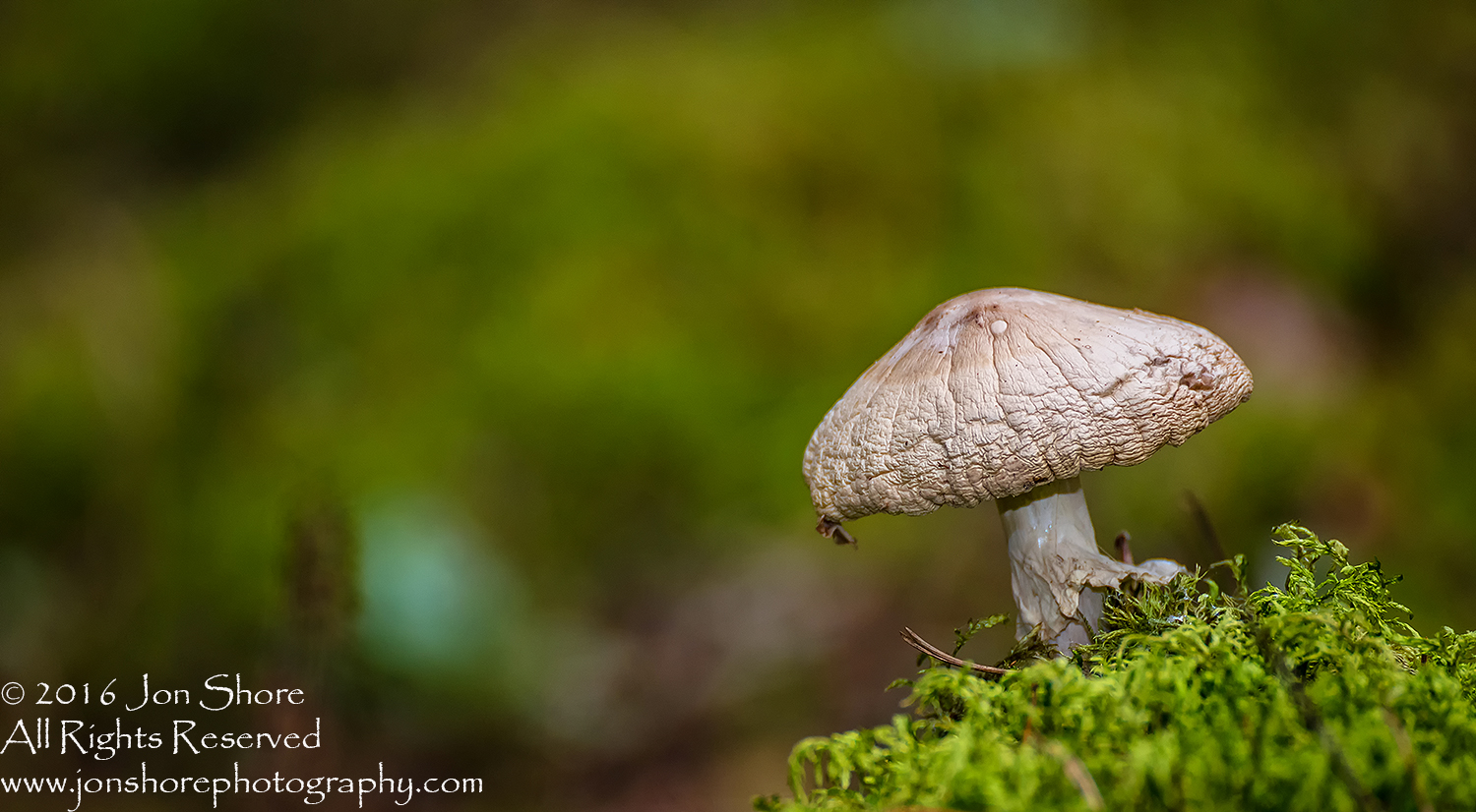 Mushroom Macro Closeup - Tamron 90mm Macro Lens