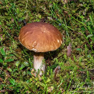 Wild Mushroom Close-up - Roja, Latvia. Tamron 90mm Macro lens