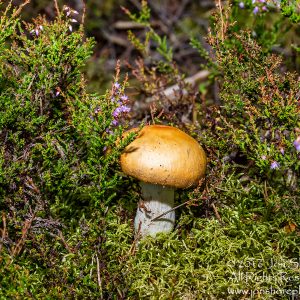 Wild Mushroom Close-up - Roja, Latvia. Tamron 90mm Macro lens
