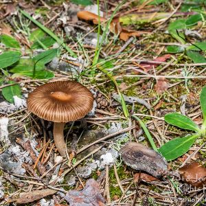 Wild Mushroom Close-up - Roja, Latvia. Tamron 90mm Macro lens