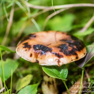 Wild Mushroom Close-up - Roja, Latvia. Tamron 90mm Macro lens