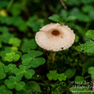Wild Mushroom Close-up - Roja, Latvia. Tamron 90mm Macro lens