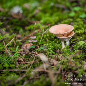 Wild Mushroom Close-up - Roja, Latvia. Tamron 90mm Macro lens