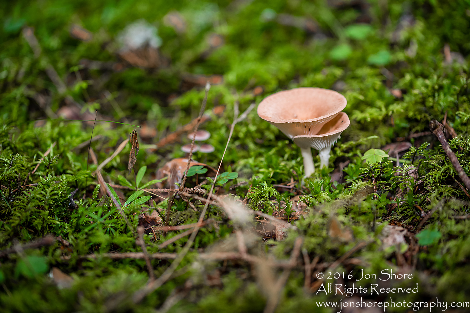 Wild Mushroom Close-up - Roja, Latvia. Tamron 90mm Macro lens