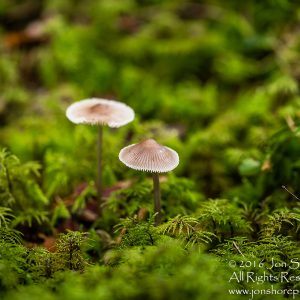 Wild Mushroom Close-up - Roja, Latvia. Tamron 90mm Macro lens