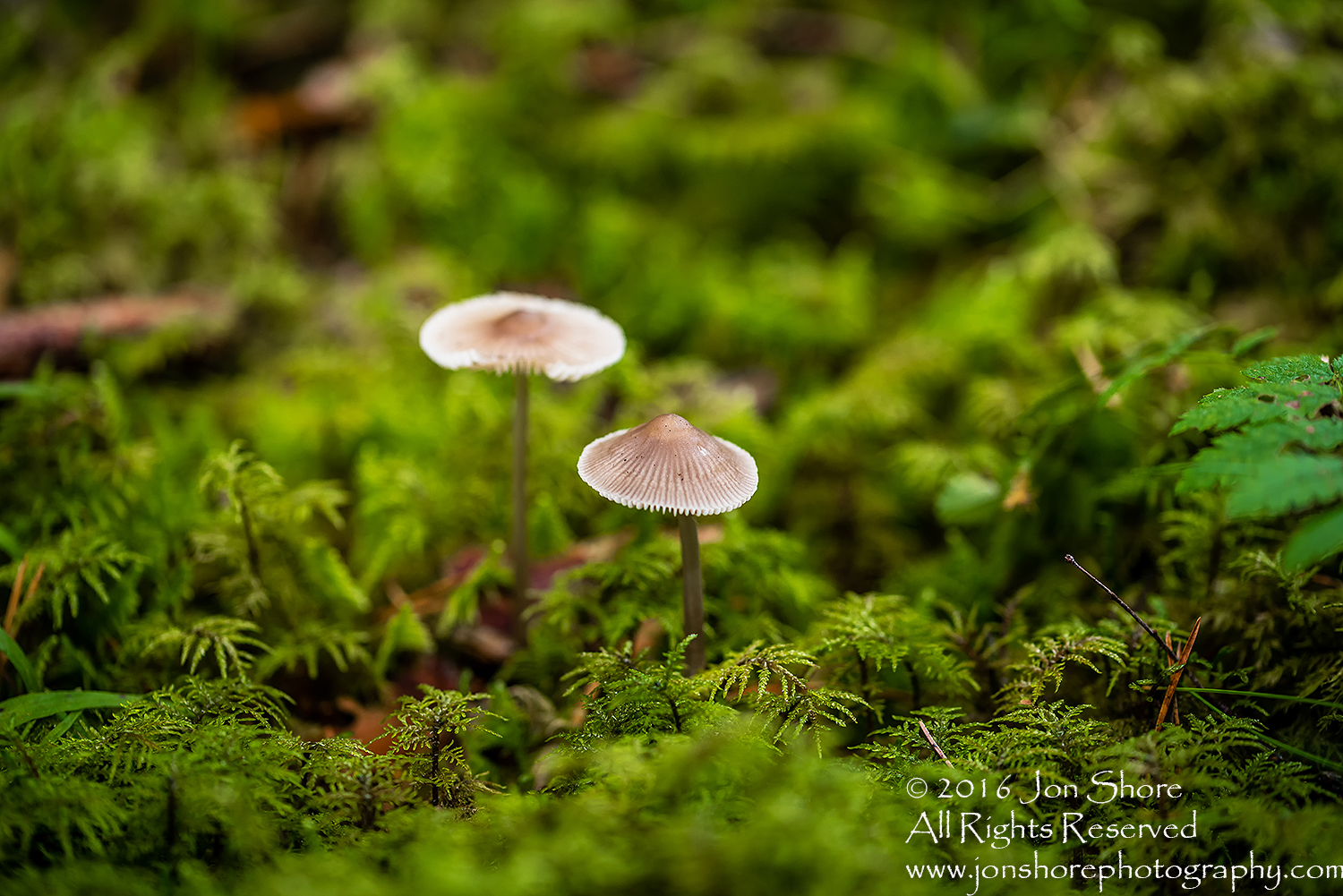 Wild Mushroom Close-up - Roja, Latvia. Tamron 90mm Macro lens