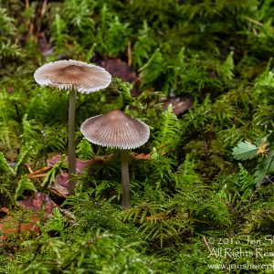 Wild Mushroom Close-up - Roja, Latvia. Tamron 90mm Macro lens