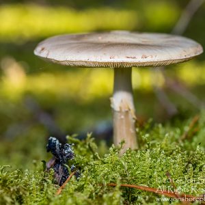 Mushroom Macro Closeup - Tamron 90mm Macro Lens