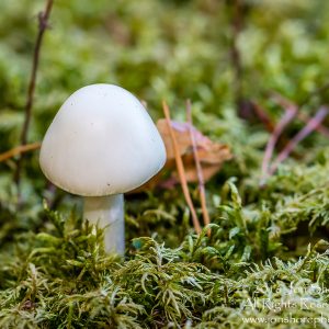 Mushroom Macro Closeup - Tamron 90mm Macro Lens