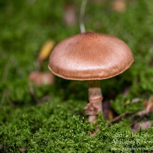 Mushroom Macro Closeup - Tamron 90mm Macro Lens