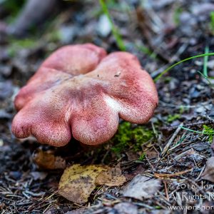 Mushroom Macro Closeup - Tamron 90mm Macro Lens