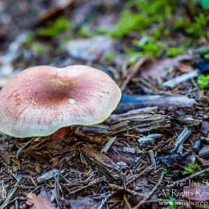 Mushroom Macro Closeup - Tamron 90mm Macro Lens