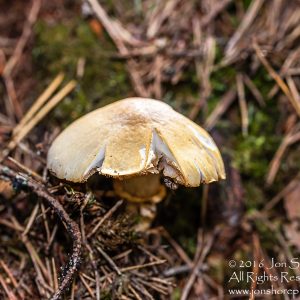 Wild Mushroom Close-up - Latgale, Latvia. Tamron 90mm Macro lens