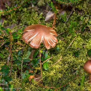 Wild Mushroom Close-up - Latgale, Latvia. Tamron 90mm Macro lens