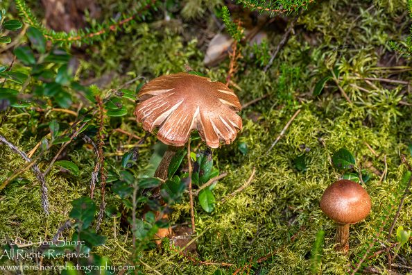Wild Mushroom Close-up - Latgale, Latvia. Tamron 90mm Macro lens