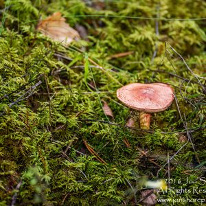 Wild Mushroom Close-up - Roja, Latvia. Tamron 90mm Macro lens