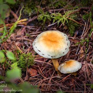 Mushroom Macro Closeup - Tamron 90mm Macro Lens