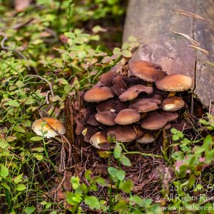 Mushroom Macro Closeup - Tamron 90mm Macro Lens