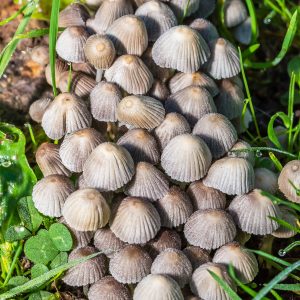 Wild Mushrooms Close-up - Burtnieks, Latvia. Tamron 90mm Macro lens