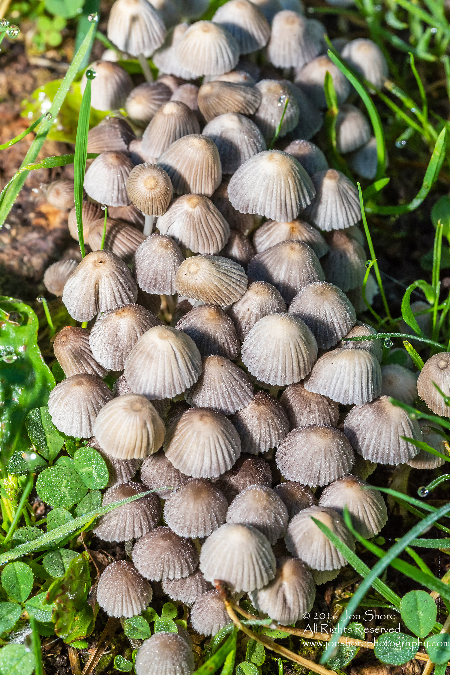 Wild Mushrooms Close-up - Burtnieks, Latvia. Tamron 90mm Macro lens