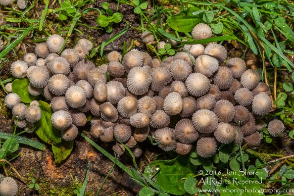 Wild Mushrooms Close-up - Burtnieks, Latvia. Tamron 90mm Macro lens