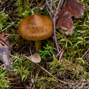 Wild Mushroom Close-up - Roja, Latvia. Tamron 90mm Macro lens
