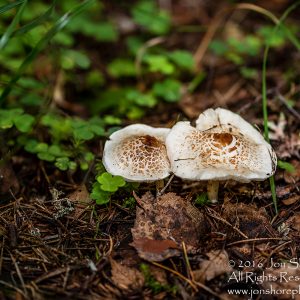Wild Mushroom Close-up - Roja, Latvia. Tamron 90mm Macro lens