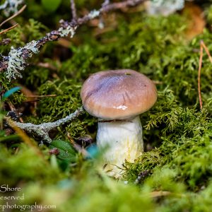Mushroom Macro Closeup - Tamron 90mm Macro Lens