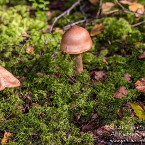 Mushroom Macro Closeup - Tamron 90mm Macro Lens