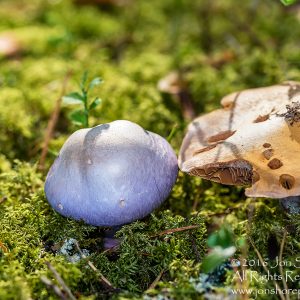 Lavendar Mushroom Macro Close-up. Tamron 90mm Macro lens.