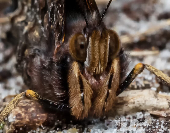 Red Admiral Butterfly Macro Close-up - Summer - Latvia Tamron 90mm Macro Lens