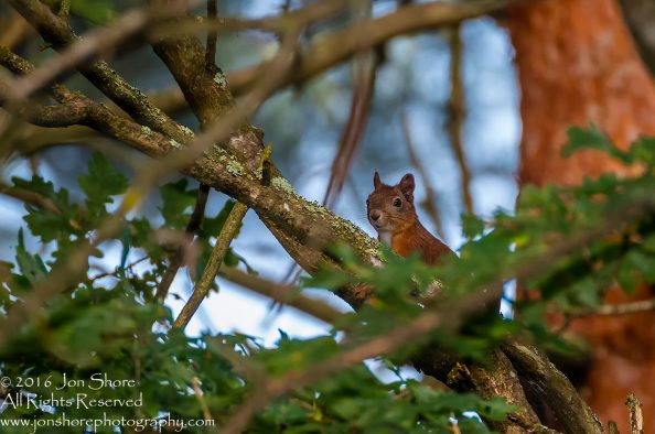 Red Squirrel - Summer - Burtnieks, Latvia Tamron 300mm Lens