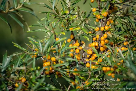 Sea Buckthorn Close-up - Summer - Jurmala, Latvia Tamron 300mm Lens