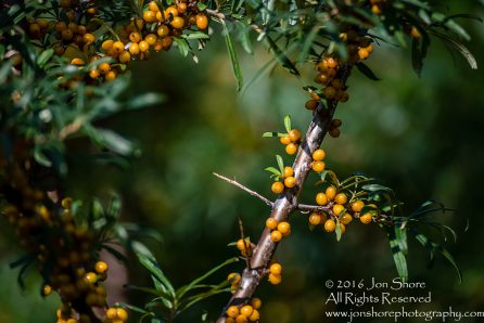 Sea Buckthorn Close-up - Summer - Jurmala, Latvia Tamron 300mm Lens