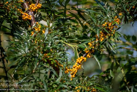 Sea Buckthorn Close-up - Summer - Jurmala, Latvia Tamron 300mm Lens