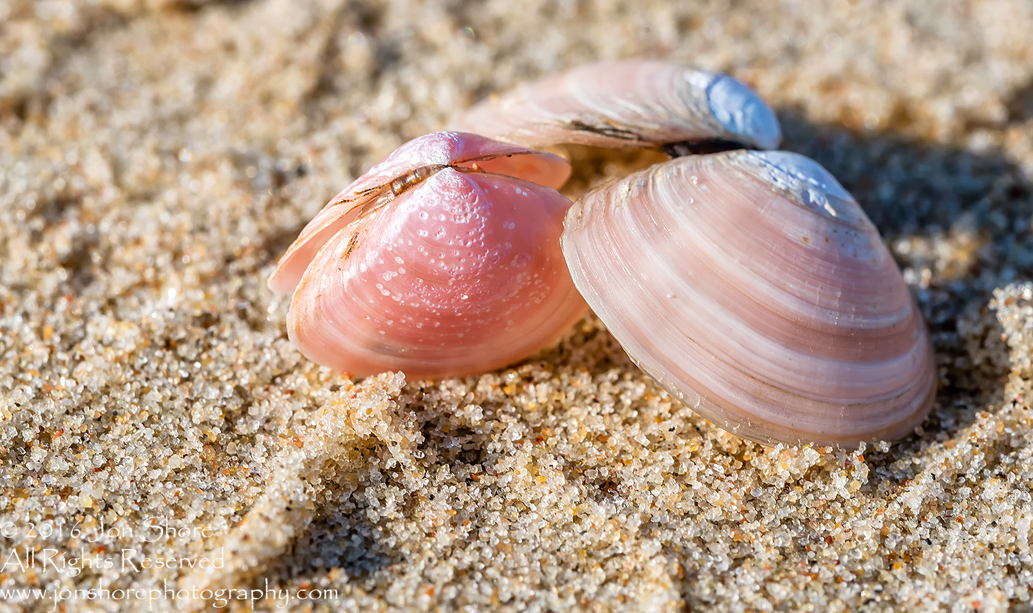 Pink Seashell Macro Close-up. Ragaciems Beach, Latvia. Tamron 90mm macro lens.
