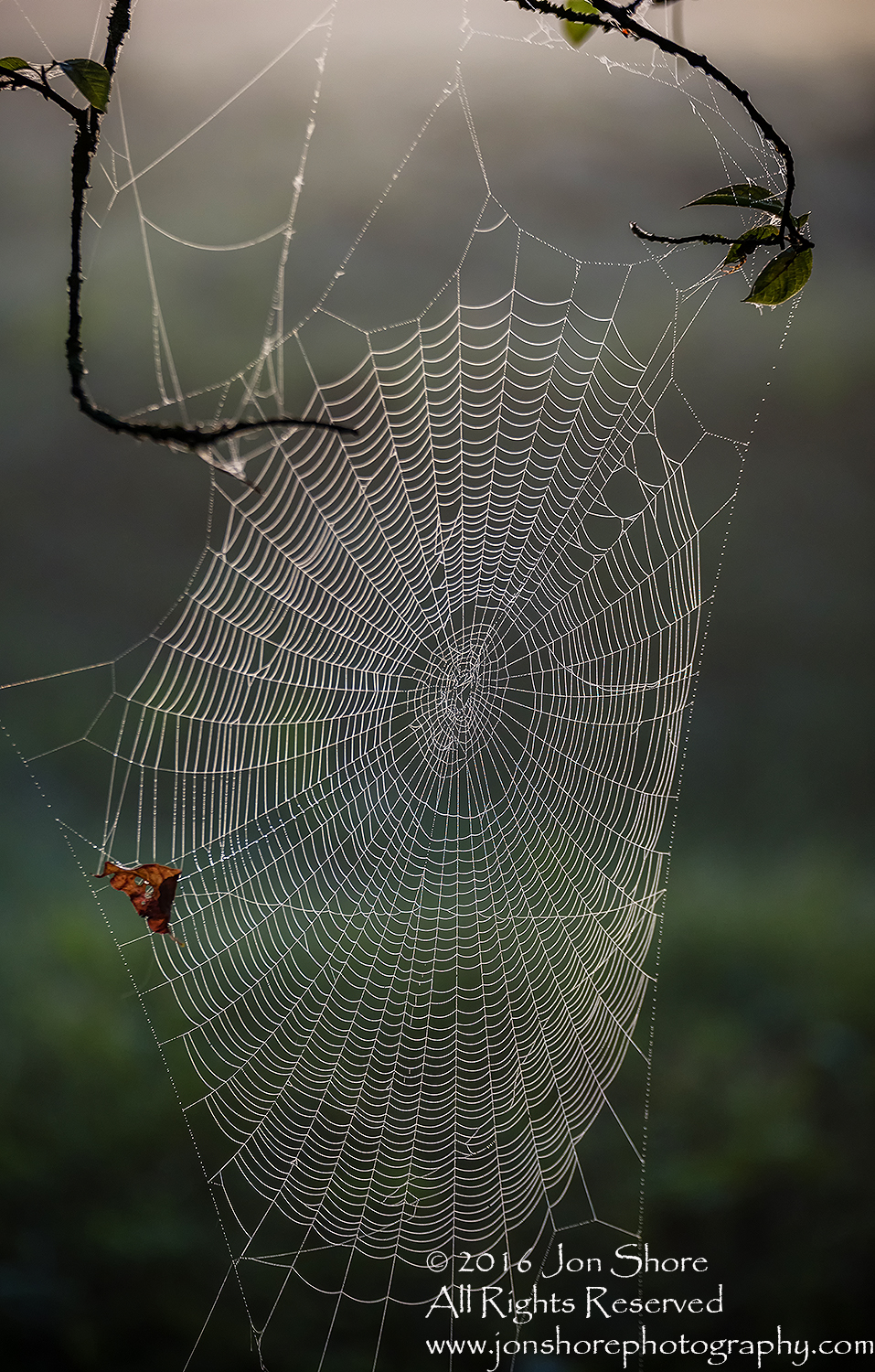 Spiderweb at Dawn - Summer - Burtnieks, Latvia Tamron 200mm Lens