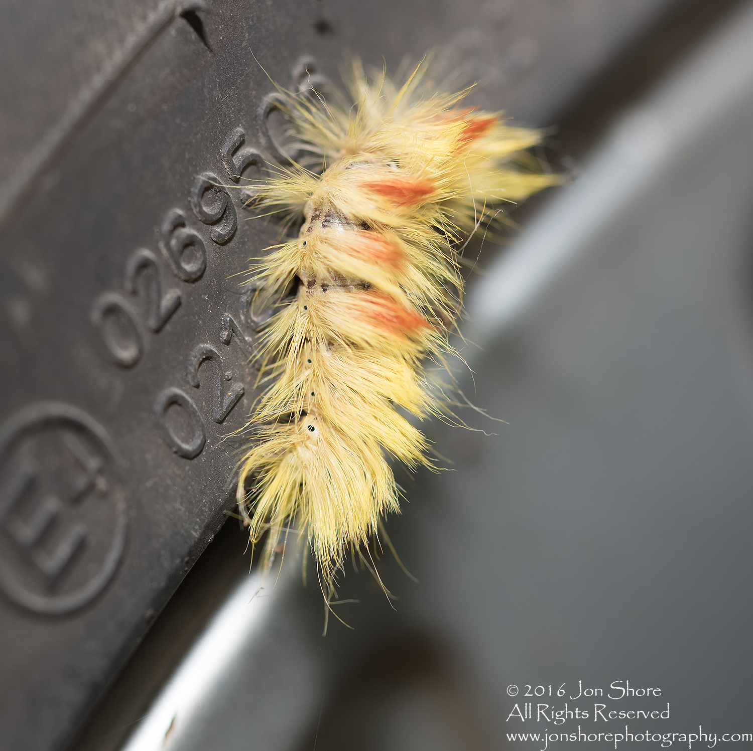 Sycamore Moth Caterpillar Close-up - Summer Burtnieks, Latvia Tamron 90mm Macro Lens