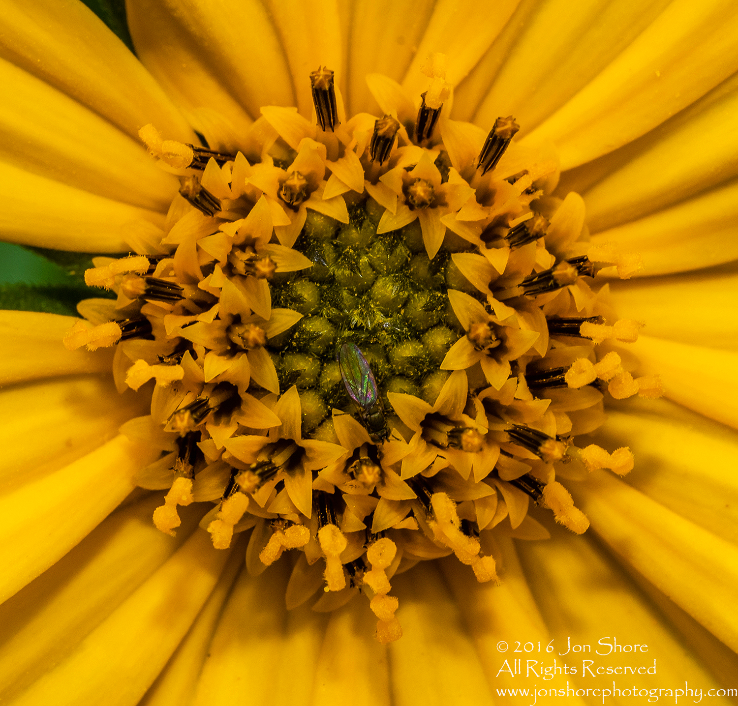 Tamarind Flower with Fly Close-up - Summer - Jurmala, Latvia 2016 Tamron 100mm Lens