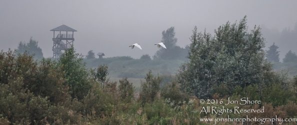 Great White Egret at Sunrise- Summer - Burtnieks, Latvia Tamron 600mm Lens