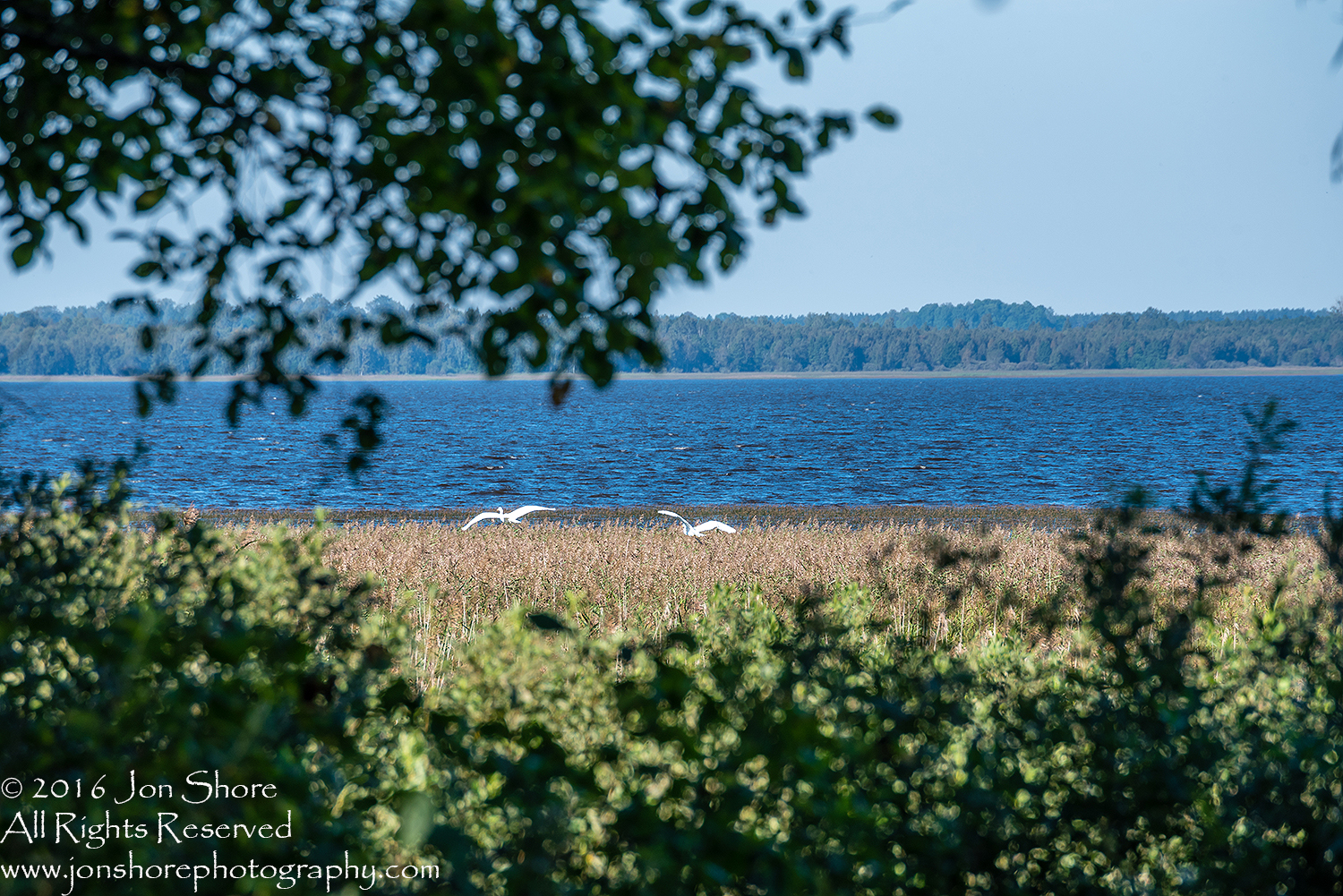 Great White Egret- Summer - Burtnieks, Latvia Tamron 600mm Lens