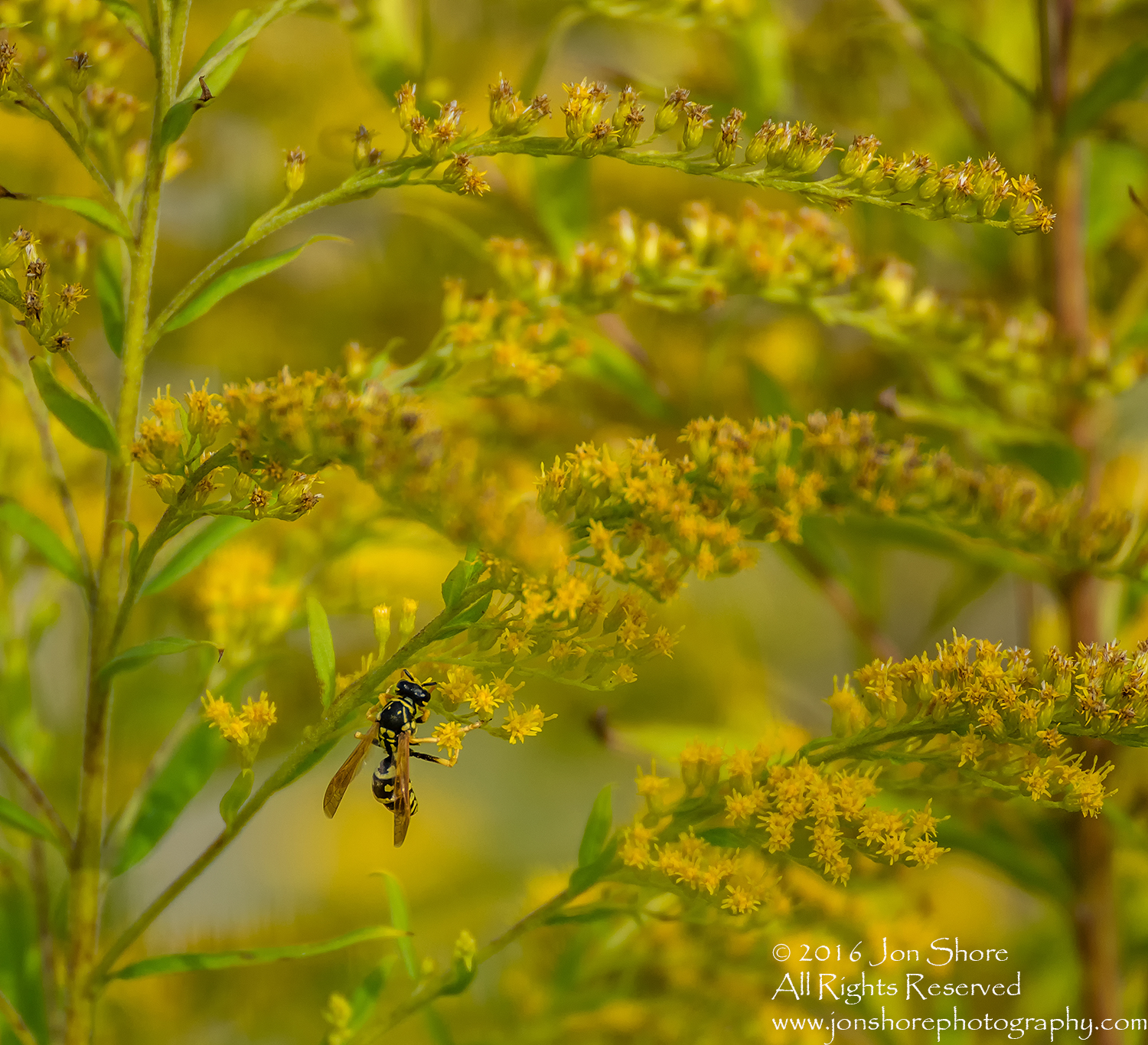 Close-up of Wasp on Yellow Flowers - Jurmala, Latvia Tamron 90mm macro lens