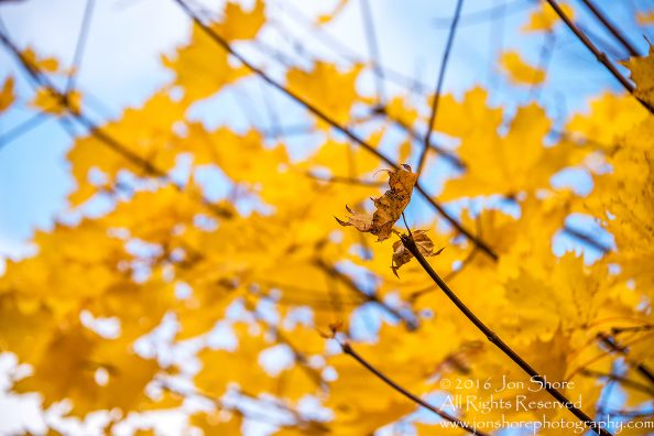 Autumn Leaves, Zolitude, Latvia. Nikkor 200mm